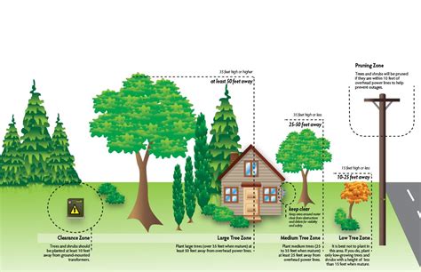 tree planting near underground utilities